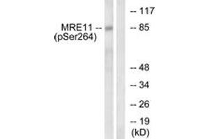 Western blot analysis of extracts from NIH-3T3 cells treated with forskolin 40nM 30', using MRE11 (Phospho-Ser264) Antibody. (Mre11 anticorps  (pSer264))