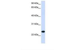 Image no. 1 for anti-Paired Immunoglobin-Like Type 2 Receptor beta (PILRB) (AA 146-195) antibody (ABIN6738290)