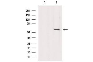 Western blot analysis of extracts from Sp2/0, using KIF12 Antibody. (KIF12 anticorps  (N-Term))