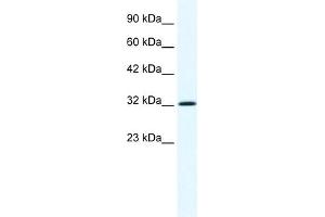 WB Suggested Anti-ANXA1 Antibody Titration:  1. (Annexin a1 anticorps  (N-Term))