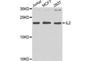 Western blot analysis of extracts of various cell lines, using IL2 antibody (ABIN5970126) at 1/1000 dilution. (IL-2 anticorps)