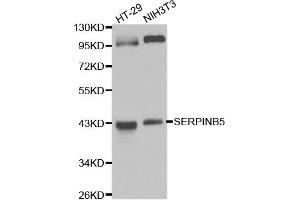 Western blot analysis of extracts of various cell lines, using SERPINB5 antibody. (SERPINB5 anticorps)