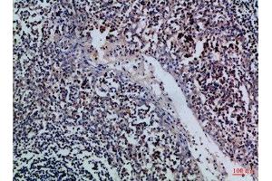 Immunohistochemical analysis of paraffin-embedded Human-tonsil, antibody was diluted at 1:100 (GZMM anticorps  (AA 207-256))