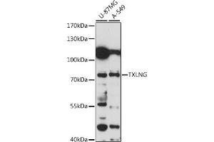 Western blot analysis of extracts of various cell lines, using TXLNG antibody (ABIN7270745) at 1:1000 dilution. (Taxilin gamma (TXLNG) (AA 1-140) anticorps)