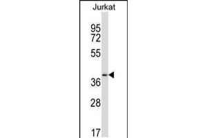 Western blot analysis in Jurkat cell line lysates (35ug/lane). (PAQR6 anticorps  (C-Term))
