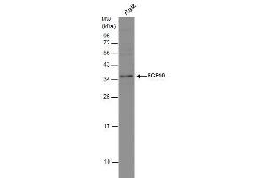 WB Image Whole cell extract (30 μg) was separated by 12% SDS-PAGE, and the membrane was blotted with FGF10 antibody , diluted at 1:1000. (FGF10 anticorps)