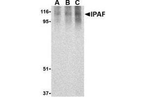 Western blot analysis of Ipaf in human PBL lysate with AP30437PU-N Ipaf antibody at 0. (NLRC4 anticorps)