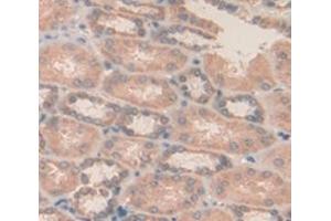 Used in DAB staining on fromalin fixed paraffin- embedded kidney tissue (MDH1 anticorps  (AA 2-334))