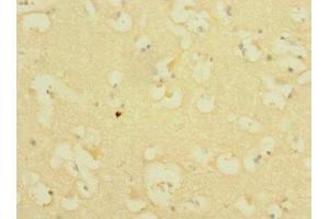 Immunohistochemistry of paraffin-embedded human brain tissue using ABIN7156544 at dilution of 1:100 (ICAM5 anticorps  (AA 32-180))