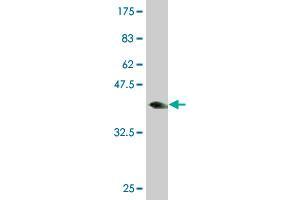 Western Blot detection against Immunogen (37. (MED16 anticorps  (AA 1-110))