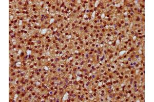 IHC image of ABIN7164169 diluted at 1:400 and staining in paraffin-embedded human adrenal gland tissue performed on a Leica BondTM system. (DHX38 anticorps  (AA 113-280))