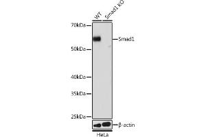 Western blot analysis of extracts from wild type (WT) and Smad1 knockout (KO) HeLa cells, using Smad1 antibody (ABIN7270343) at 1:1000 dilution.