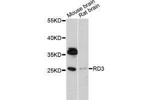 Western blot analysis of extracts of various cell lines, using RD3 antibody (ABIN6294071) at 1:1000 dilution. (RD3 anticorps)