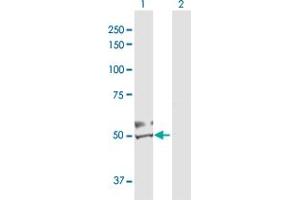 Western Blot analysis of DBT expression in transfected 293T cell line by DBT MaxPab polyclonal antibody.
