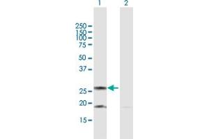 Western Blot analysis of DIABLO expression in transfected 293T cell line by DIABLO MaxPab polyclonal antibody. (DIABLO anticorps  (AA 1-239))