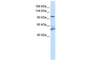 WB Suggested Anti-NNT Antibody Titration: 0. (NNT anticorps  (N-Term))