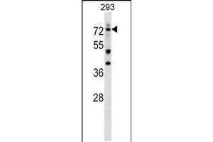 Western blot analysis in 293 cell line lysates (35ug/lane). (DEAF1 anticorps  (C-Term))