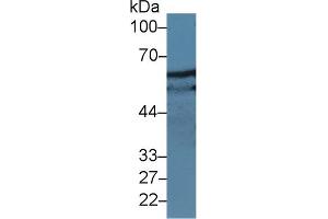 Western Blot; Sample: Human Jurkat cell lysate; Primary Ab: 5µg/ml Rabbit Anti-Rat Pax Antibody Second Ab: 0.
