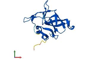 AlphaFold protein structure predicition of Mouse Recombinant Rpl23 Protein, UniprotID P62830