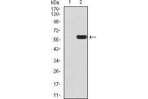 Western blot analysis using DDX39B mAb against HEK293 (1) and DDX39B (AA: 1-250)-hIgGFc transfected HEK293 (2) cell lysate.