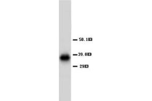 AQP4 Polyclonal Antibody (Aquaporin 4 anticorps  (C-Term))