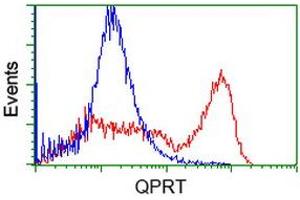 HEK293T cells transfected with either RC202960 overexpress plasmid (Red) or empty vector control plasmid (Blue) were immunostained by anti-QPRT antibody (ABIN2453566), and then analyzed by flow cytometry. (QPRT anticorps)