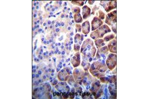 COPE Antibody immunohistochemistry analysis in formalin fixed and paraffin embedded human pancreas tissue followed by peroxidase conjugation of the secondary antibody and DAB staining. (COPE anticorps  (C-Term))