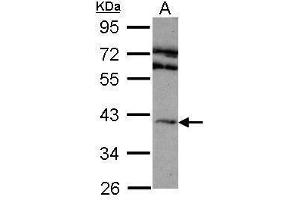 WB Image Sample (30 ug of whole cell lysate) A: 293T 10% SDS PAGE antibody diluted at 1:1000 (Adenosine A2a Receptor anticorps  (C-Term))