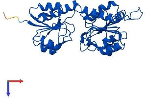 AlphaFold protein structure predicition of Human Recombinant GRHPR Protein, UniprotID Q9UBQ7