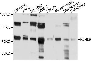 Western blot analysis of extracts of various cells, using KLHL9 antibody. (KLHL9 anticorps)