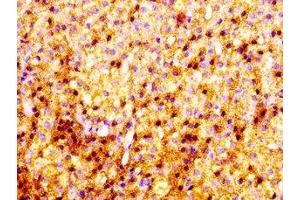 IHC image of ABIN7163084 diluted at 1:100 and staining in paraffin-embedded human adrenal gland tissue performed on a Leica BondTM system.