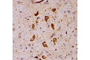 Pak7 antibody immunohistochemistry analysis in formalin fixed and paraffin embedded mouse brain tissue.