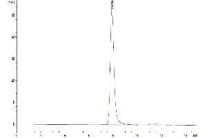 The purity of Mouse CD5 is greater than 95 % as determined by SEC-HPLC.