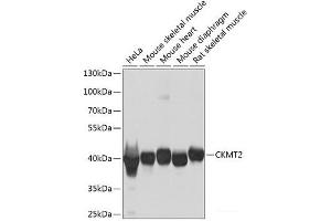Western blot analysis of extracts of various cell lines using CKMT2 Polyclonal Antibody at dilution of 1:1000. (CKMT2 anticorps)