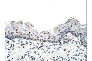 anti-RNA Binding Motif Protein 28 (RBM28) (AA 651-700) antibody