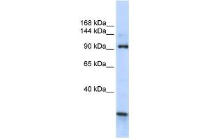 Western Blotting (WB) image for anti-KIAA1024 (KIAA1024) antibody (ABIN2459070) (KIAA1024 anticorps)