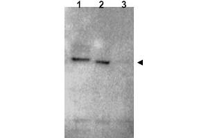 Image no. 1 for anti-Ring Finger Protein 25 (RNF25) (C-Term) antibody (ABIN401373) (RNF25 anticorps  (C-Term))