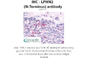 Image no. 1 for anti-Latrophilin 2 (LPHN2) (Extracellular Domain), (N-Term) antibody (ABIN1736539) (LPHN2 anticorps  (Extracellular Domain, N-Term))
