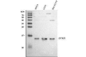 Western blot analysis of DYNLT1 using anti-DYNLT1 antibody (ABIN5693148).