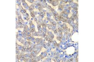 Immunohistochemistry of paraffin-embedded rat liver using FAH antibody.
