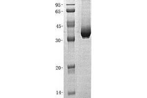 Validation with Western Blot