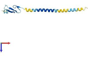 AlphaFold protein structure predicition of Human Recombinant NRG4 Protein, UniprotID Q8WWG1