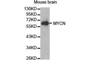 Western Blotting (WB) image for anti-N-Myc Proto-Oncogene Protein (MYCN) antibody (ABIN1873796) (MYCN anticorps)