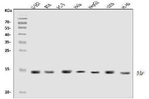 Western blot analysis of DAP1/DAP using anti-DAP1/DAP antibody (ABIN7602875). (DAP anticorps  (C-Term))