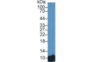 Detection of BANF1 in Human Hela cell lysate using Polyclonal Antibody to Barrier To Autointegration Factor 1 (BANF1)