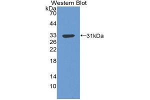 Detection of Recombinant C4BPb, Human using Polyclonal Antibody to C4 Binding Protein Beta (C4BPb) (C4BPB anticorps  (AA 18-252))