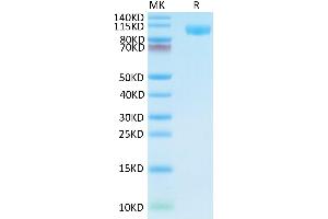Human TLR3 on Tris-Bis PAGE under reduced condition.