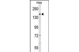 Western blot analysis of FNDC3B Antibody (N-term) (ABIN652712 and ABIN2842472) in Hela cell line lysates (35 μg/lane).