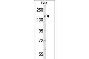 Western blot analysis of FNDC3B Antibody (N-term) (ABIN652712 and ABIN2842472) in Hela cell line lysates (35 μg/lane). (FNDC3B anticorps  (N-Term))