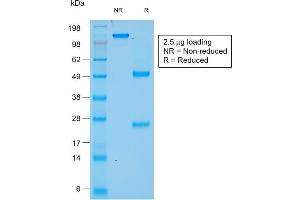 SDS-PAGE Analysis of Purified Chromogranin A Mouse Recombinant Monoclonal Antibody (rCHGA/777). (Recombinant Chromogranin A anticorps)